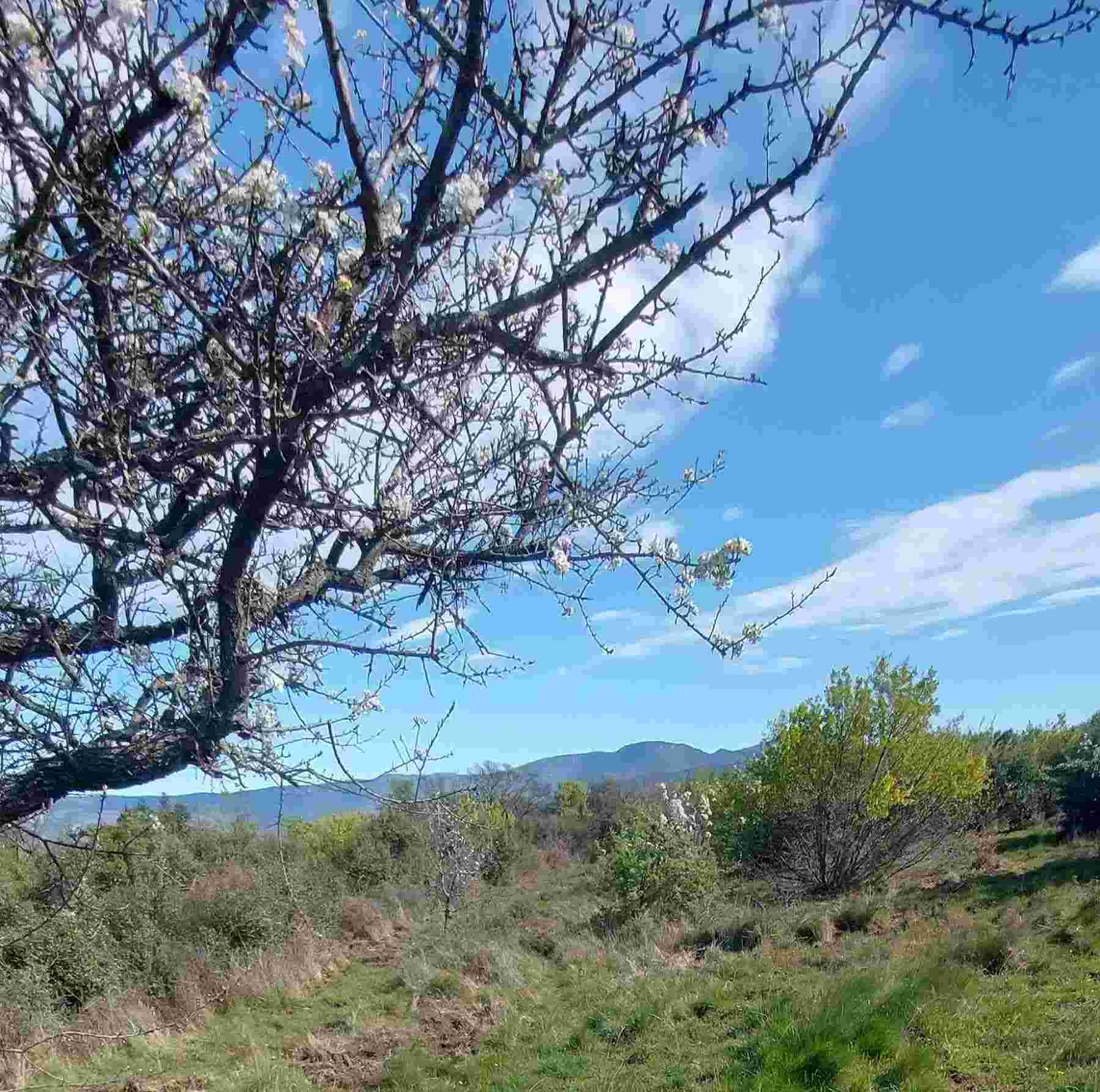 poirier du bas de la piste et chemin que j'ai pris pour accéder à la zone déco.jpg